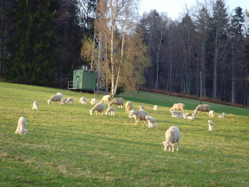 Na Zvonici *